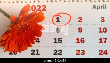 Ein an der Wand montierter Papierkalender mit einem Datumsstempel vom 1. April 2022 am Tag des Aprilscherzens. Selektiver Fokus mit unscharfem Hintergrund. Draufsicht, orangefarbene Blume Stockfoto