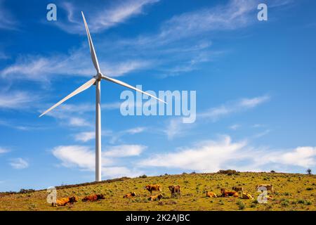 Kühe, die unter Turbinen in einem Windpark weiden. Ökologische Energieerzeugung. Stockfoto