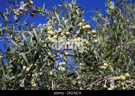 Grüne Oliven auf dem Baum. Mallorca. Spanien Stockfoto