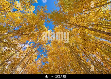 Aspen in Herbstfarben, die sich über dem Kopf abzeichnen Stockfoto
