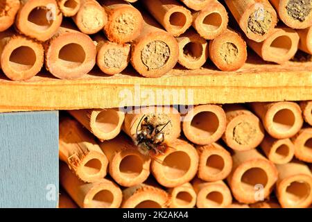 Schlacht von zwei männlichen Orchideen im Frühling in einem Insektenhotel in G Stockfoto
