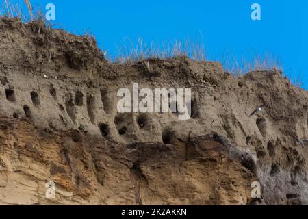 Schwalben für Schwalben auf den Klippen von Ahrenshoop Stockfoto