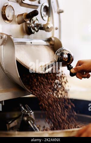 Frische Bohnen für den Mahl. Schuss Kaffeebohnen, die in eine industrielle Schleifmaschine gegossen werden. Stockfoto