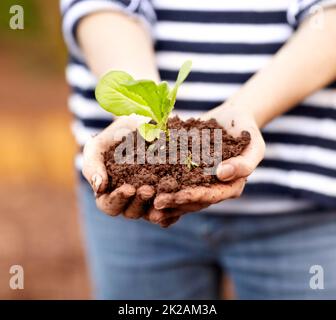 An wertvollen Ressourcen festhalten. Beschnittene Ansicht einer womanampamp039s Hände, die einen Sämling und etwas Schmutz halten. Stockfoto