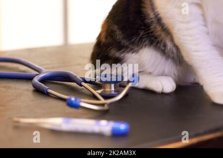 Eine Untersuchung für Ihr Haustier ist wichtig. Abgeschnittene Aufnahme einer Katze auf einem Untersuchungstisch mit Thermometer und Stethoskop. Stockfoto
