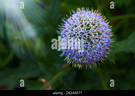 Globe Thistle Blumen. Blue Globe Thistle Flowers, bekannt als Echinops und standhafte Staude. Lateinisches Echinops exaltatus. Stockfoto