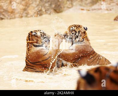 Zwei indochinesische Tiger kämpfen spielerisch im Wasser. Verspielte indochinesische Tiger kämpfen im Wasser. Stockfoto