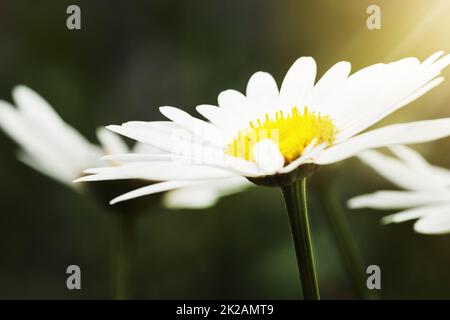 Dem Frühling ein wenig Farbe hinzufügen. Stillleben von weißen Gänseblümchen in Blüte. Stockfoto