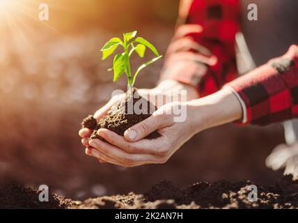 Frau Hände kümmern sich um einen Sämling im Boden. Stockfoto