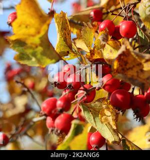 Reife Beeren, Hagebutten, auf Weißdorn auch genannt Thornapple, May-Tree, Whitethorn, oder Hawberry, Crataegus monogyna Beeren im Herbst Stockfoto