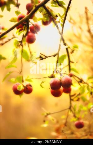 Frische Äpfel in natürlicher Umgebung. Frische Äpfel in natürlicher Umgebung. Stockfoto