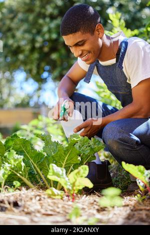 Gartenarbeit war schon immer ein Hobby. Ein kurzer Schuss eines hübschen jungen Mannes, der in seinem Garten hockte und seine Pflanze mit Wasser besprühte. Stockfoto