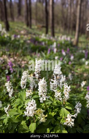 Hohlräuchersack (Corydalis Cava), Frühlingswald, Südmähren, Tschechische Republik Stockfoto