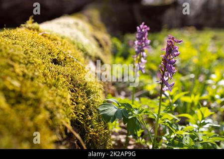 Hohlräuchersack (Corydalis Cava), Frühlingswald, Südmähren, Tschechische Republik Stockfoto