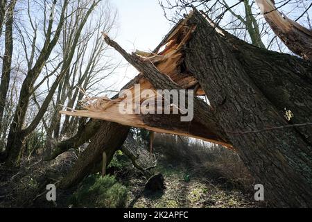 Ein riesiger Baum, der bei einem starken Sturm umgefallen ist Stockfoto