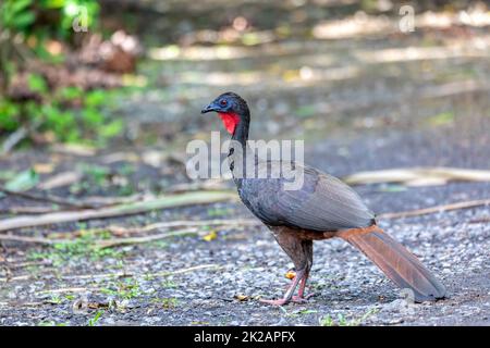 Crested Guan (Penelope purpurascens) im Regenwald, Costa Rica Stockfoto