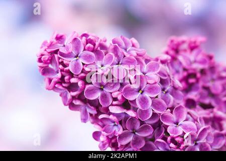 Blühender flieder blumen. Makro Foto. Stockfoto