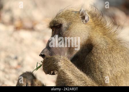 Savanna Baboon im Chobe-Nationalpark. Botsuana Stockfoto