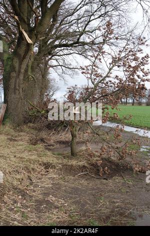 Kleiner Baum mit einem zerbrochenen Ast nach dem Sturm Stockfoto