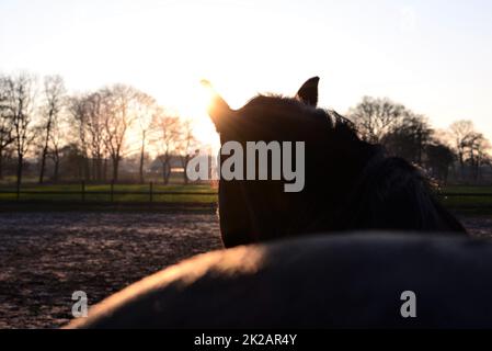 Ein braunes Pferd von hinten bei Sonnenuntergang Stockfoto