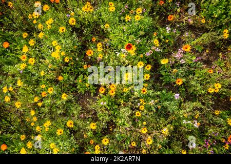 Gelbsonnenblumen in einem Garten Stockfoto