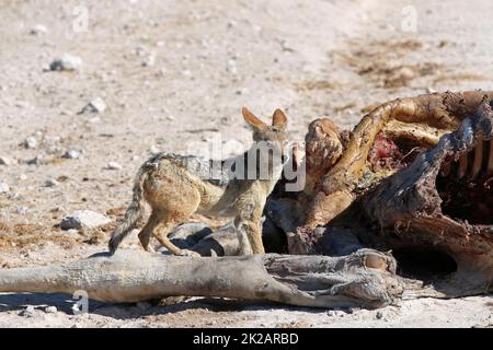 Schwarzer Schakal mit Giraffe Cadaver. Etosha-Nationalpark. Namibia Stockfoto