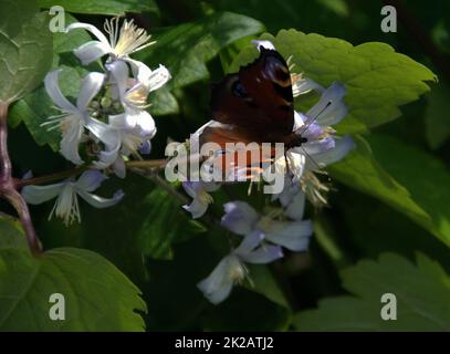 Pfauenschmetterling auf dem Bart eines alten Mannes Stockfoto