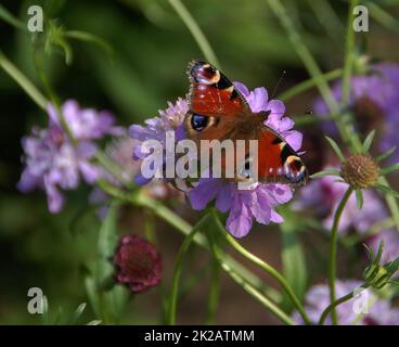 Pfauenschmetterling auf scabious Stockfoto