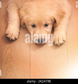 Ich bin traurig. Ein entzückender goldener Retriever-Welpe, der auf einem Holzboden liegt. Stockfoto