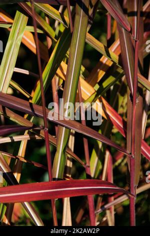 Miscanthus Sinensis 'Malepartus' Stockfoto