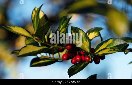 Ilex „Gold Flash“ Stockfoto