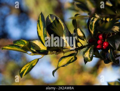 Ilex „Gold Flash“ Stockfoto