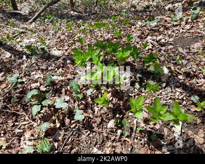 Hundequecksilber im Wald im Frühjahr, Mercurialis perennis Stockfoto