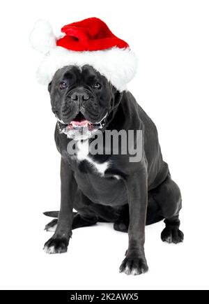 Ho ho ho. Ein Boxer mit Weihnachtsmütze. Stockfoto