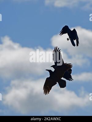 Krähe. Ein Foto einer schwarzen Krähe. Stockfoto