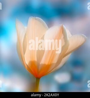 Tulpen - Schönheiten des Frühlings. Gartentulpen im Frühling. Stockfoto