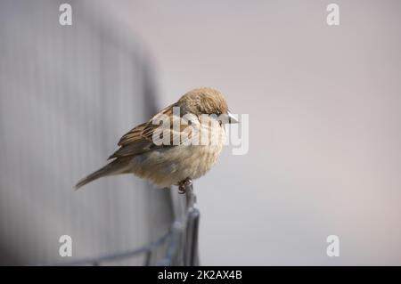 Wunderschöne Spatzen. Ein Foto von Sperling. Stockfoto