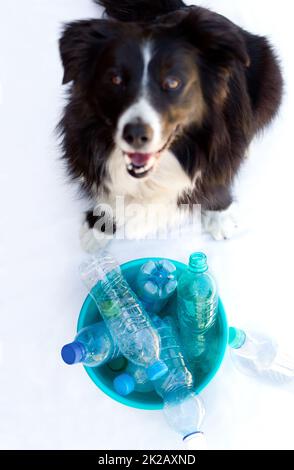 Sich um die Umwelt zu schützen. Porträt eines Hundes, der vor einem Behälter voller leerer Flaschen sitzt. Stockfoto