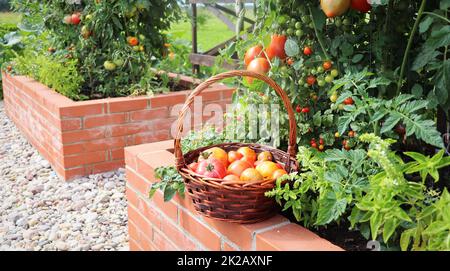 Tomatenernte. Hochbeete Gartenbau in einem städtischen Garten Pflanzen Pflanzen Kräuter Gewürze Beeren und Gemüse. Ein moderner Gemüsegarten mit erhöhten Ziegelbeeten Stockfoto