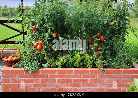 Tomatenernte. Hochbeete Gartenbau in einem städtischen Garten Pflanzen Pflanzen Kräuter Gewürze Beeren und Gemüse. Ein moderner Gemüsegarten mit erhöhten Ziegelbeeten Stockfoto