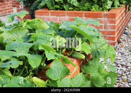 Gurkenernte. Hochbeete Gartenbau in einem städtischen Garten Pflanzen Pflanzen Kräuter Gewürze Beeren und Gemüse. Ein moderner Gemüsegarten mit erhöhten Ziegelbeeten Stockfoto