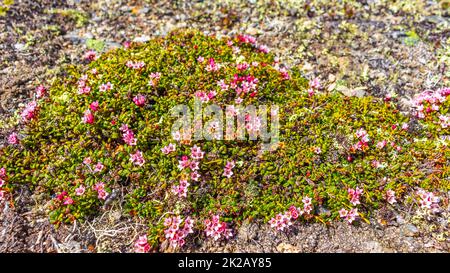 Wilde Moospflanzen Blumen in den Vavatn Lake Mountains Hemsedal Norway. Stockfoto