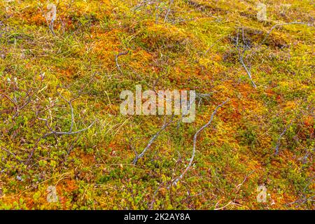 Wilde Moospflanzen Blumen in den Vavatn Lake Mountains Hemsedal Norway. Stockfoto