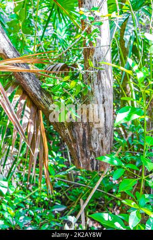 Vom Baum gesägt ohne Stamm tropischer Dschungel Mexiko. Stockfoto