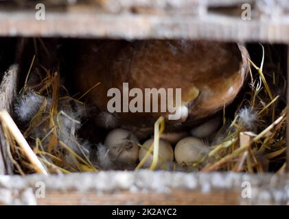 Moschusente auf dem Nest. Fortpflanzung von Moschusenten Stockfoto