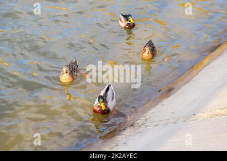 Enten schwimmen im Teich. Wilde Stockente. Drakes und weiblich Stockfoto