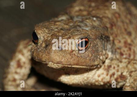 Hässliche Kröte Stockfoto