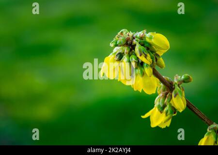Ein Haufen gelber Forsythienblumen auf einem Zweig Stockfoto