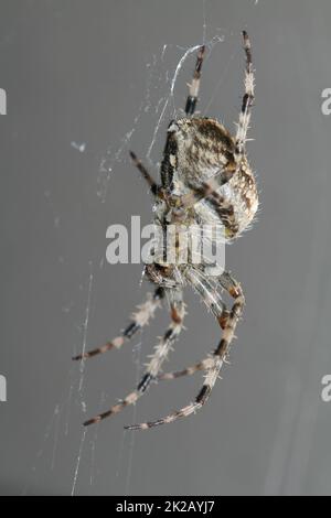 Großer spyder Stockfoto