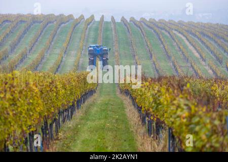 Weinlese mit einem Mähdrescher, Südmähren, Tschechische Republik Stockfoto